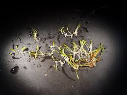 Image result for Phrymaceae