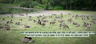 House ants are a nuisance but are relatively easy to get rid of in most. Flight Control Plus Professional Goose Control Applicators In Your Area