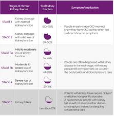 Image result for Renal Function