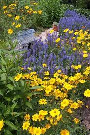 Pin On Yard Plant Ideas