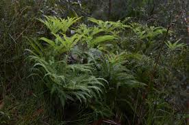 Image result for Sticherus flagellaris