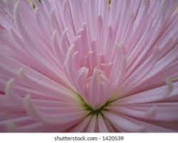 Fuji Mums Flower High Res Stock Images Shutterstock