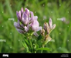 Image result for Indigofera brachynema