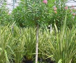 I garden in portland, or zone 8b and this has been a very successful oleander. Oleander Als Boom Nerium Oleander Directplant