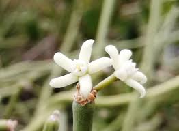 Image result for Cynanchum