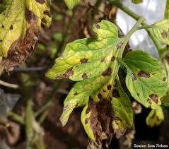 White dots on tomato leaves. 20 Common Tomato Plant Problems And How To Fix Them