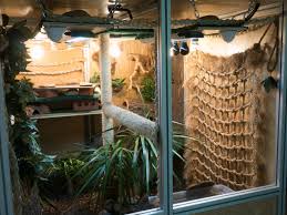 Fully Automated Monitor Lizard Enclosure Monitor Lizard Savannah Monitor Iguana