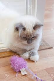 We did not find results for: Junge Nette Persische Munchkin Katze Mit Dem Langen Haar Der Weissen Und Grauen Farbe Und Der Grossen Blauen Augen In Sitzen Ein Katzenspielzeug Aufwerfend Und Betrachtend Lizenzfreie Fotos Bilder Und Stock Fotografie