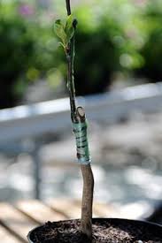 If not, i'd recommend doing so today. 37 Grafting Fruit And Tree Rootstocks Ideas Grafting Fruit Trees Tree