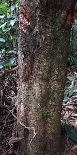 Image result for Staudtia