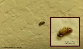 Carpet beetles are known to be home pests inhabiting carpets, furniture, leather products and furniture. Carpet Beetles On The Climb Thrasher Termite Pest Control