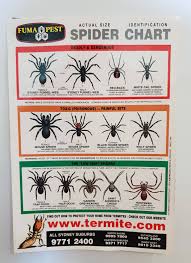 Afterwards we went to the store and got a spider killer spray in case we see another black widow. This Spider Identification Chart In Australia Mildlyinteresting