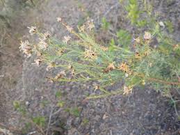 Image result for Gnidia involucrata