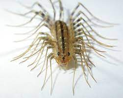 Before we break down pest control and who's responsible between the landlord and tenant it's worth stating this. Kenney S Pest Control Inc 3156 Avenue Of The Cities Moline Il Pest Control Mapquest