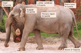 Composite Body Condition Scoring In Elephants Modified