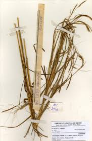 Image result for Heteranthoecia  guineensis