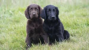 Please let us know if you are in need of a service or therapy companion. Flat Coated Retriever Dog Breed Information Purina