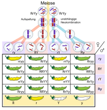 Untersuchungen haben gezeigt, dass bei der taufliege drosophila vier gruppen gekoppelt vererbter merkmale (= kopplungsgruppen) gefunden werden können. Mendelsche Regeln Wikipedia