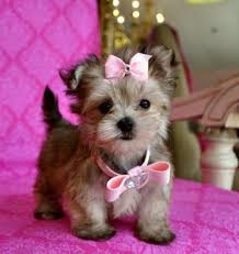 A Teacup Morkie This Is My Ultimate Dream Dog Too Adorable Morkie Teacupmorkie Dogs Cute Dogs Cute Animals Teacup Yorkie