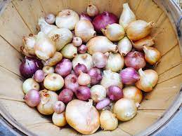 Maybe you would like to learn more about one of these? 7 Secrets To Harvesting Curing And Storing Onions Garden Betty