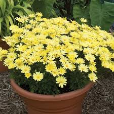 Image result for Osteospermum