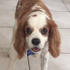 Cavalier king charles spaniels are remarkably sturdy for their size, though a propensity for heart disease tends to shorten the median life expectancy of we recommend you rescue a cavalier king charles spaniel (or any dog) before you buy a puppy from a breeder. Rocky In Tx Cavalier Rescue Trust