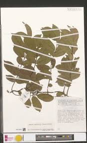 Image result for Pavetta stenosepala