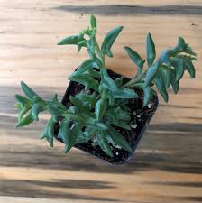 Image result for Senecio sp.no.2