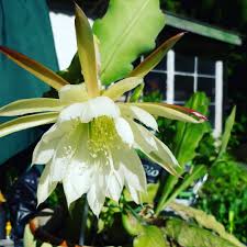 Konigin Der Nacht Kaktus Kaktusblute Konigindernacht Cactus Garten Garden Blute Flowers Natur Garten Gartenideen Gartentr Garten Ideen Garten Natur