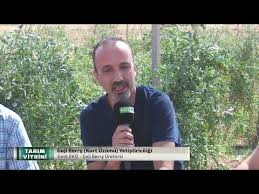 Tarim Vitrini Goji Berry Kurt Uzumu Yetistiriciligi Youtube