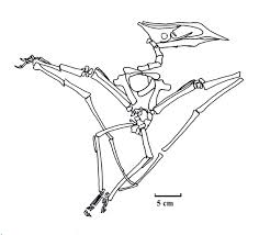 Image result for Sinopteridaceae