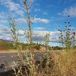 Image result for Neojeffreya