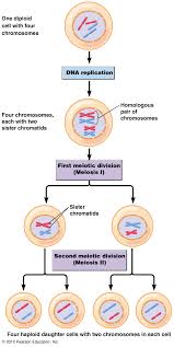 Asexual reproduction, clone, genetics, cells this comic provides a brief overview of what genetics unit homework worksheet bundle. Biol2060 Sexual Reproduction Meiosis And Genetic Recombination A