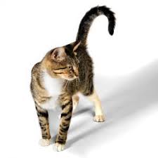 Tails are also an excellent tool of communication: Your Cat S Tail Says A Lot Here S How To Read It
