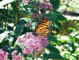 A few small and simple adjustments can have a big impact. How To Cultivate Biodiversity Through Your Lawn Strategy Ecoenclose