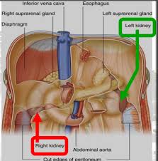 Kidneys And Adrenals Flashcards Quizlet