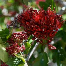 Image result for Schotia brachypetala