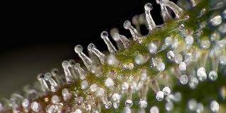 Exploring Trichomes The Key To The Power Of Cannabis