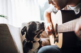 Do Dogs Like Music Daily Paws