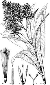 Image result for Solanecio mannii