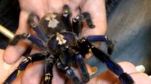 We did not find results for: Poecilotheria Metallica Gooty Sapphire Ornamental Handling Caution Youtube