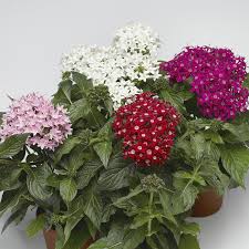 Image result for Pentas herbacea