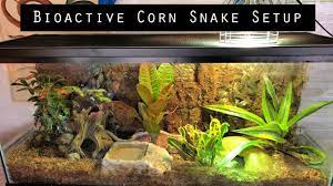 Bioactive Corn Snake Setup Youtube Corn Snake Snake Cages Snake Terrarium