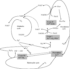 Portuguese english english portuguese german english english german dutch english english dutch Peroxidases And Other Enzymes From Red Beet Hairy Roots Springerlink