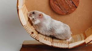 Hamsters are adorable but to become responsible pet owners, it's important to know more about them and their origins in these hamster facts. Keeping And Caring For Pet Campbell S Dwarf Russian Hamsters