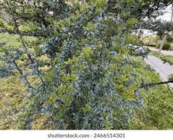 Image result for Gerrardina