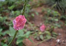 Image result for Stachytarpheta mutabilis