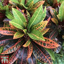 Image result for Croton polytrichus