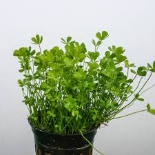 Image result for Marsilea subterranea