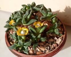 Image result for Nananthus vittatus